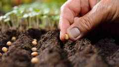 Seed Swap