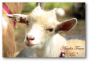 Ask about Goat Meet and Greets  local goat milk soaps & balms