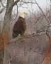 Watch Bald Eagles in Wayne County Pa