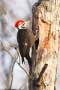Emperior Woodpecker in Wayne County, Pa