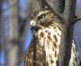 Hawk on Lake Lacawac, Wayne County Pa